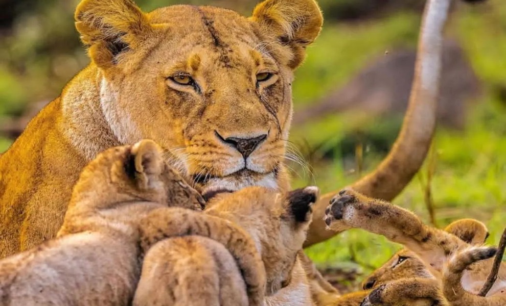WHAT TO EXPECT IN A SAFARI IN TANZANIA